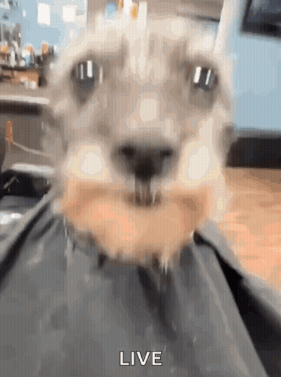 Dog Eating Donut With Live