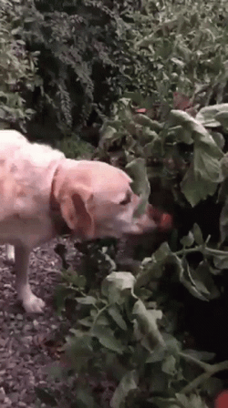 Dog Eating Fresh Tomato GIF