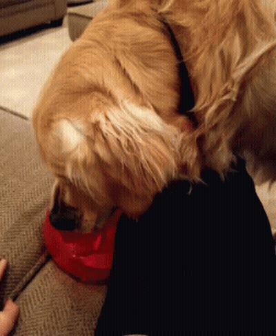 Dog Eating From Red Bowl GIF