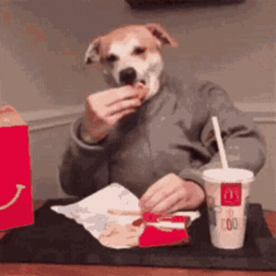 Dog Eating Hamburger And Drinking McDonald's Cup GIF
