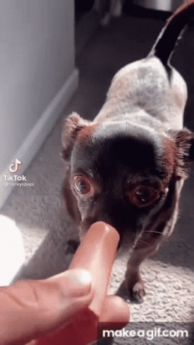 Dog Eating Hot Dog From Hand GIF