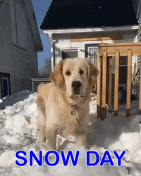 Dog Eating Ice On Snow Day GIF