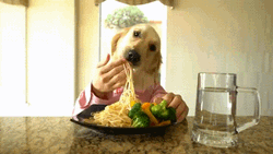 Dog Eating Pasta GIF