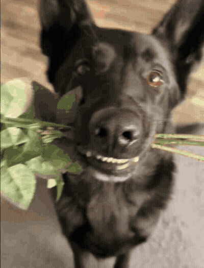 Dog Eating Plant GIF