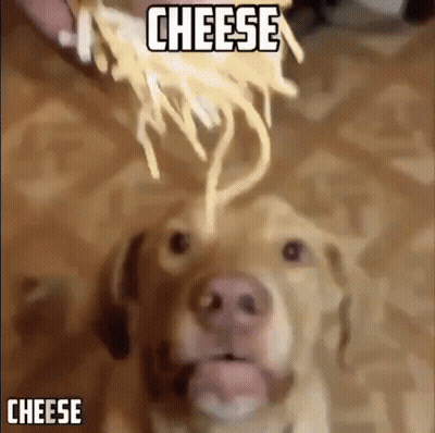 Dog Eating Spaghetti Saying Cheese GIF