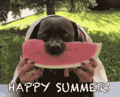 Dog Eating Watermelon Happy Summer GIF
