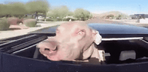 Dog Enjoy Riding In Fast Car GIF