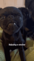 Dog Enjoying A Cracker GIF