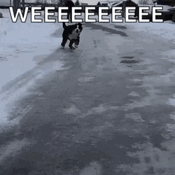 Dog Enjoys Slipping On Ice GIF