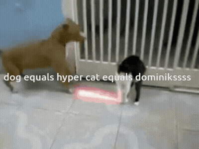 Dog Equals Hyper Cat Equals Dominikssss GIF