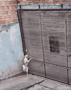 Dog Escaping Dog GIF