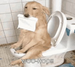 Dog Explosive Diarrhea Woo Hoo GIF GIFDB