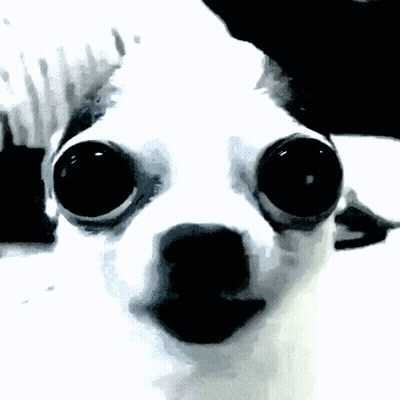 Dog Eyes Close Up