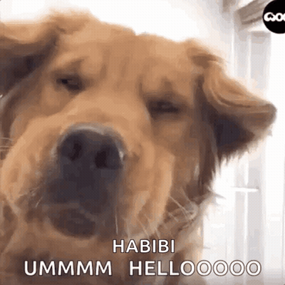 Dog Eyes Closed Habibi Ummm Hellooooo GIF