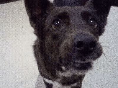 Dog Face Close Up GIF