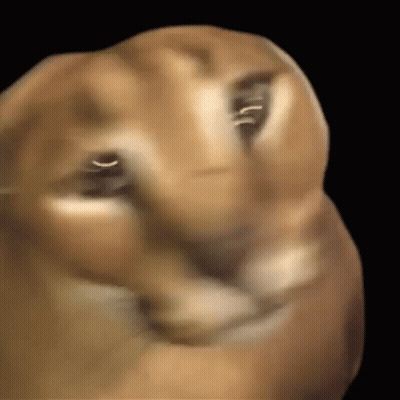 Dog Face Close Up Black Background GIF