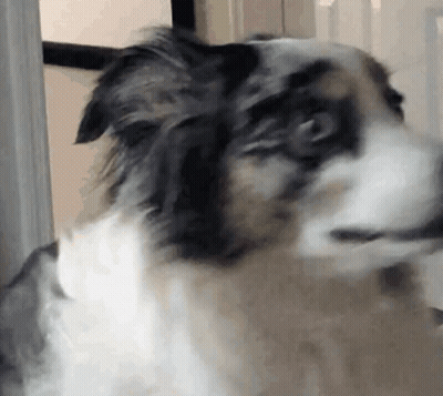 Dog Face Close Up GIF