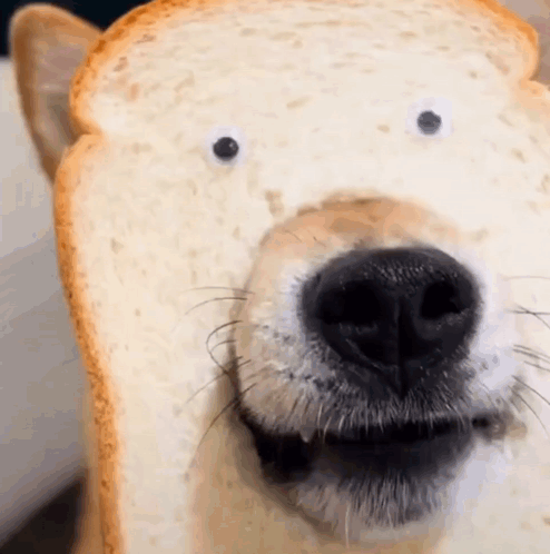 Dog Face Close Up With Bread GIF
