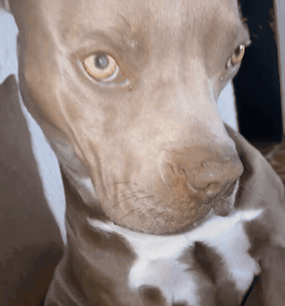 Dog Face Close Up With White Collar GIF