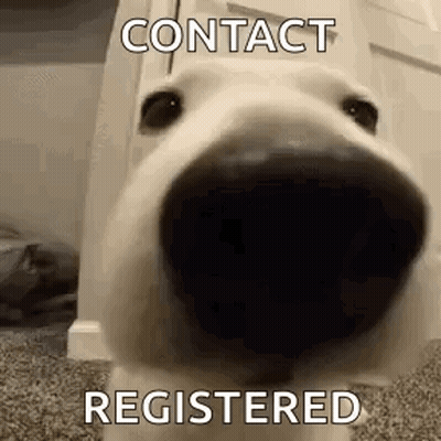 Dog Face Contact Registered GIF
