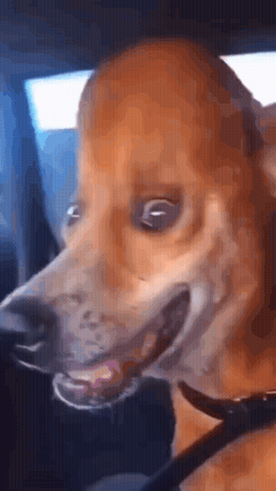 Dog Face In Car Mouth Open GIF