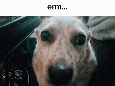 Dog Face Saying Erm GIF