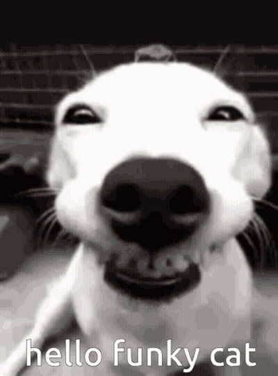 Dog Face Saying Hello Funky Cat GIF