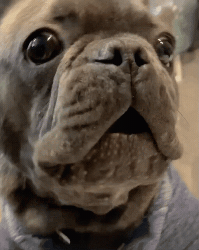 Dog Face With Blue Collar GIF