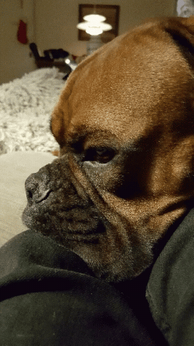 Dog Face With Christmas Stocking GIF