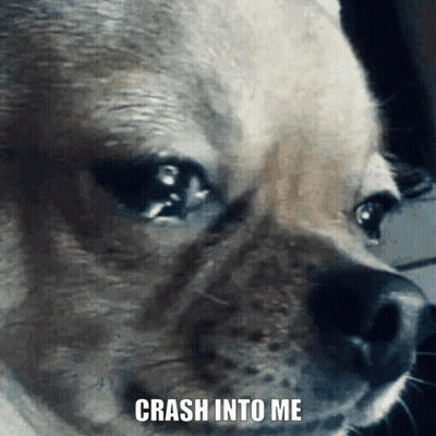 Dog Face With Crash Into Me GIF