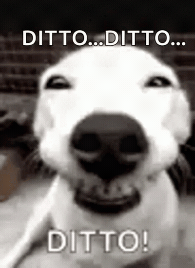 Dog Face With Ditto Ditto Ditto GIF