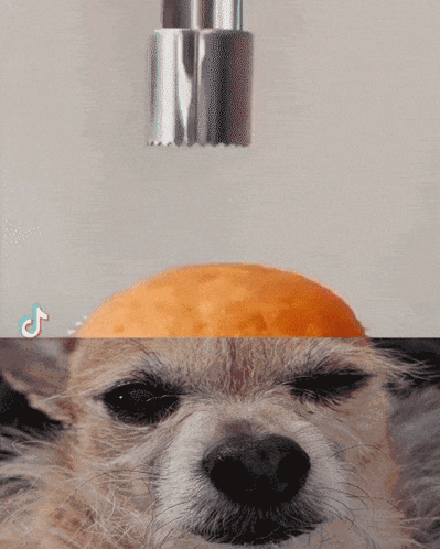 Dog Face With Orange Being Peeled On Top GIF
