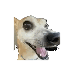 Dog Face With Tongue Out Sticker