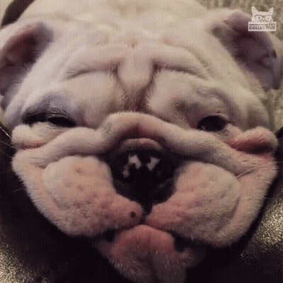 Dog Face With Word Collective GIF