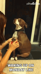 Dog Falling Asleep Funny Monday Meme GIF