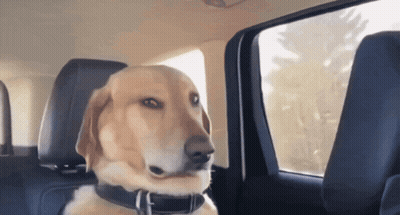 Dog Falling Asleep In Car GIF