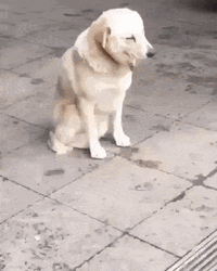 Dog Falling Asleep Into Floor GIF