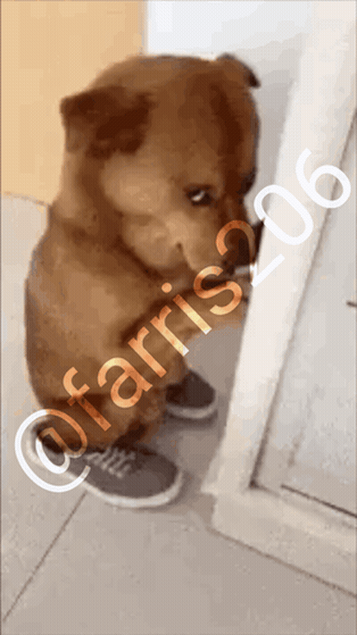 Dog Farris 06 GIF