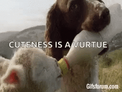Dog Feeding Baby Sheep Milk GIF