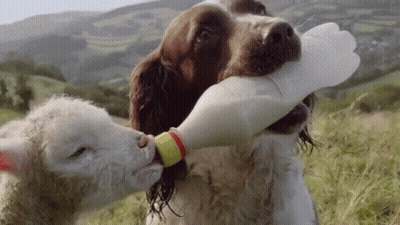 Dog Feeding Lamb From Bottle GIF