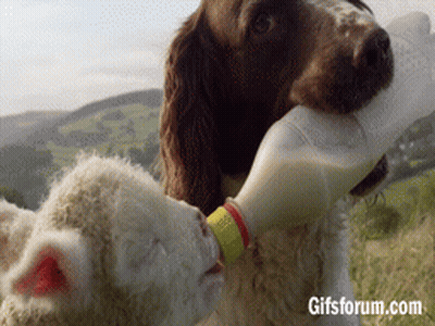 Dog Feeding Sheep Bottle Of Milk GIF