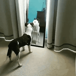 Dog Figure It Out In The Mirror GIF