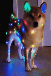 Dog Flashing Christmas Lights  GIF