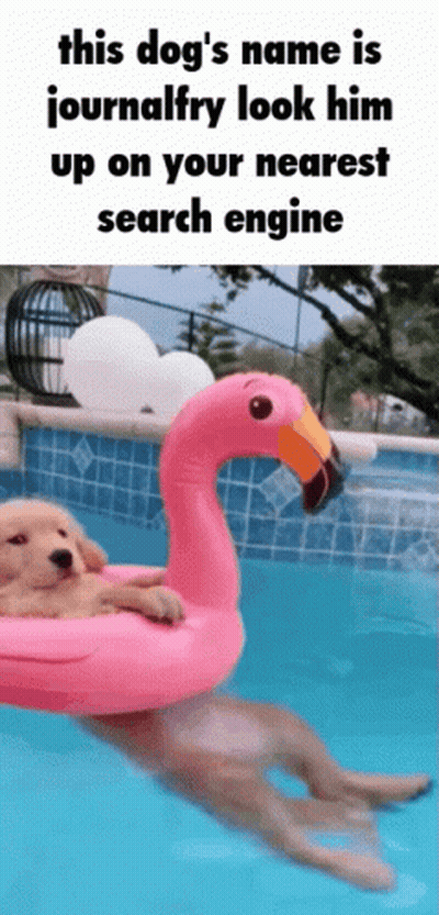 Dog Floating In Pink Flamingo Float GIF