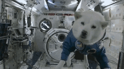 Dog Floating In Space Gravity GIF