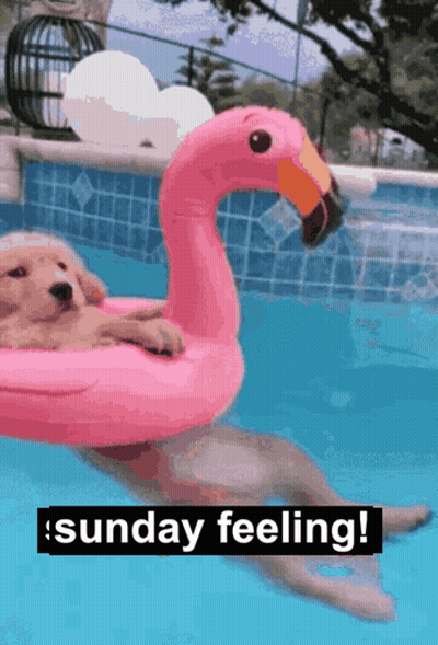 Dog Floating On Pink Flamingo GIF
