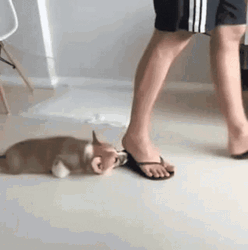 Dog Floor Bush Shoe GIF