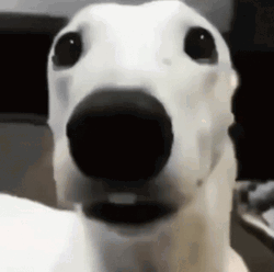 Dog Freeze To Death GIF