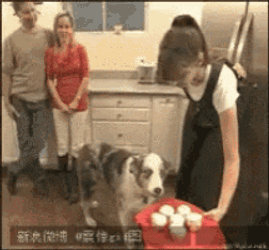 Dog Funny GIF