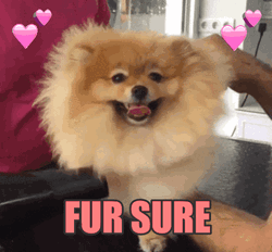 Dog Fur For Sure GIF